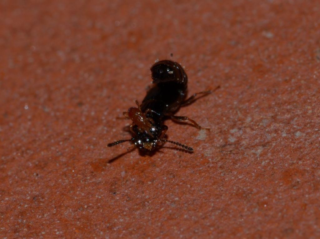 Staphylinidae da ID con acaro